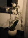 Orchideenstäbe aus Glas