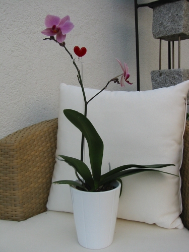 Orchideenstab mit Herz 50cm