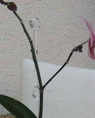 Orchideenstab Doppelschlaufe 60 cm